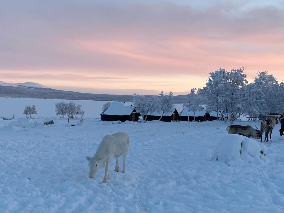 Arctic Land Adventure Glass Igloos Kilpisjarvi Bagian luar foto